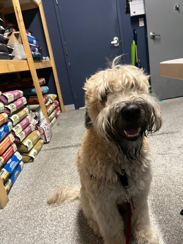 Is Your Dog Overdue for a Spa & Dental Day?