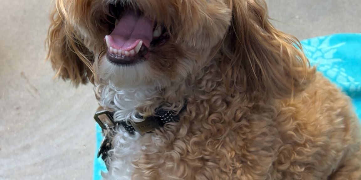 dog and cat teeth cleaning in vancouver