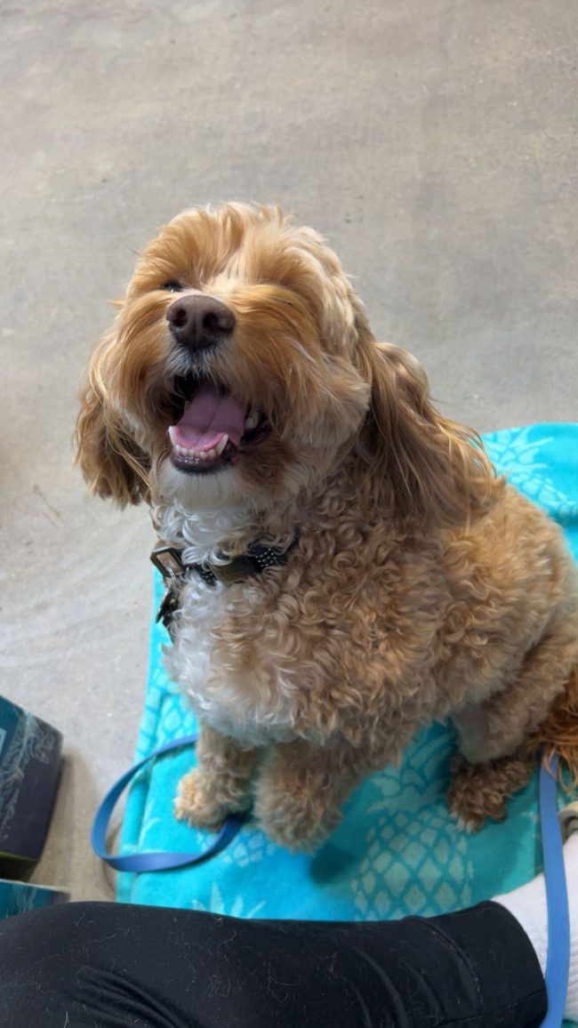 dog and cat teeth cleaning in vancouver