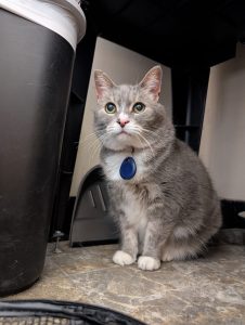 cat dental cleaning near me