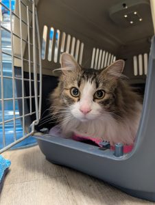 cat teeth cleaning near me