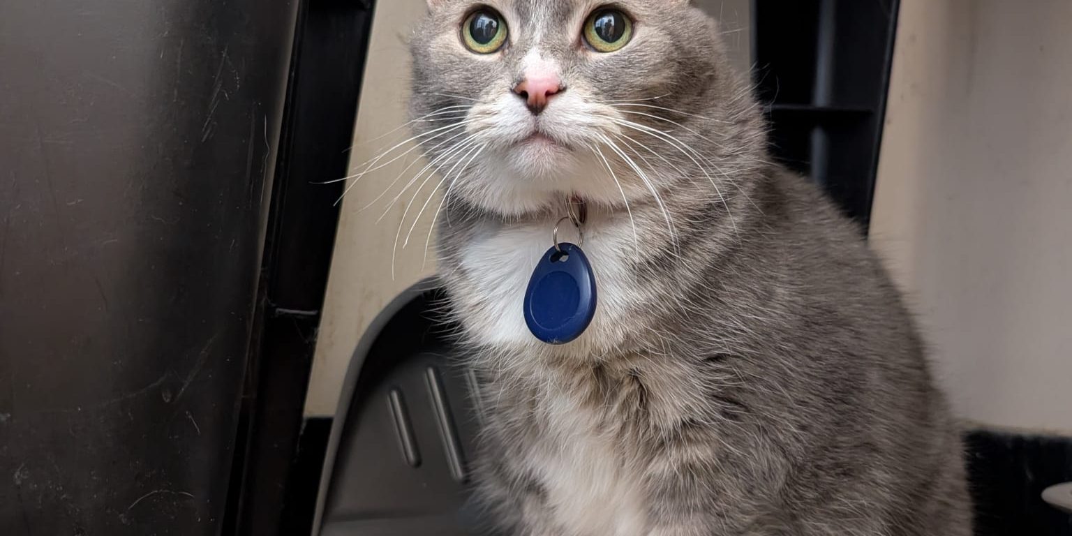 cat teeth cleaning in vanvouver