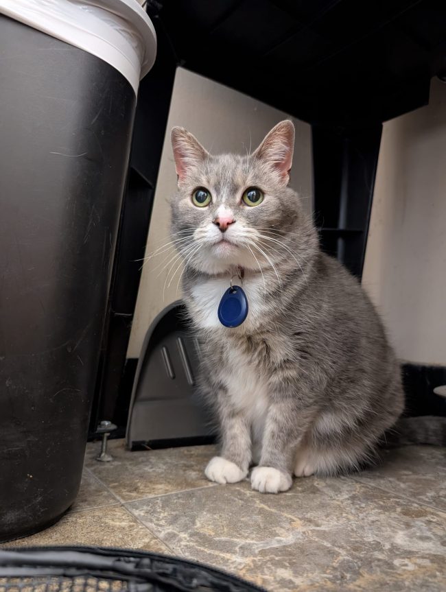 cat teeth cleaning in vanvouver