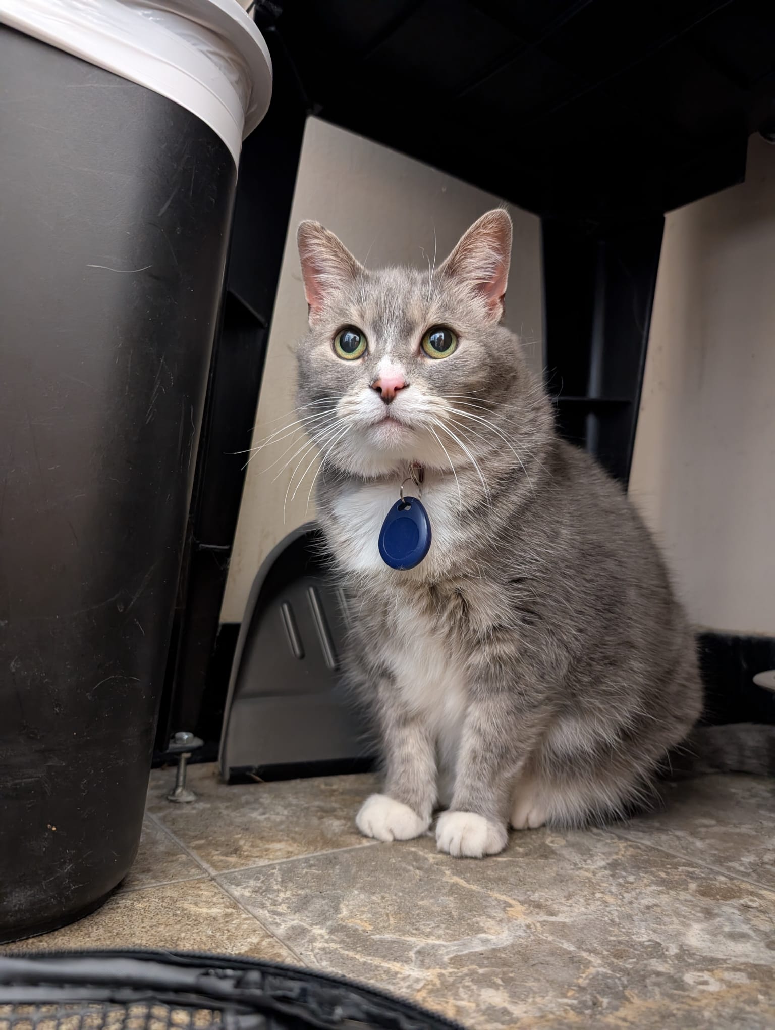 cat teeth cleaning in vanvouver