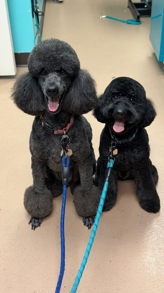 From Coat Care to Clean Teeth: How to Maintain Your Dog’s Hygiene at Home
