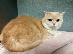 cat dental cleaning near me