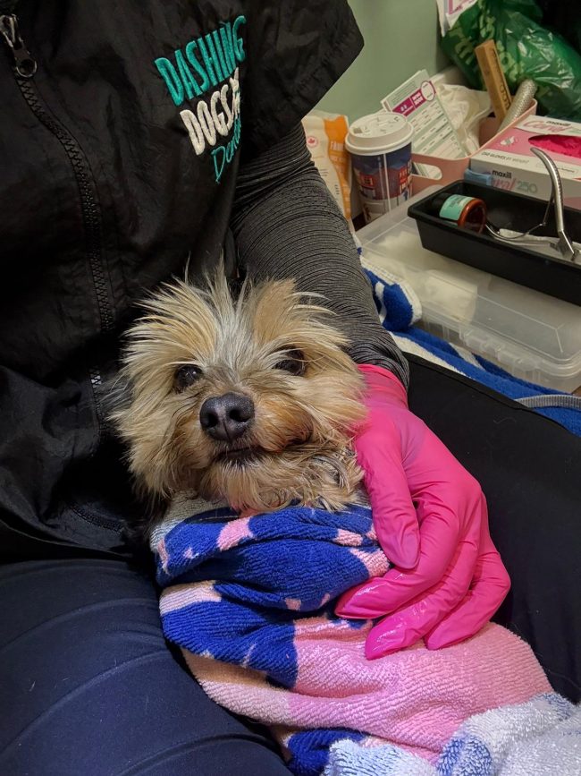 cat teeth cleaning in vancouver