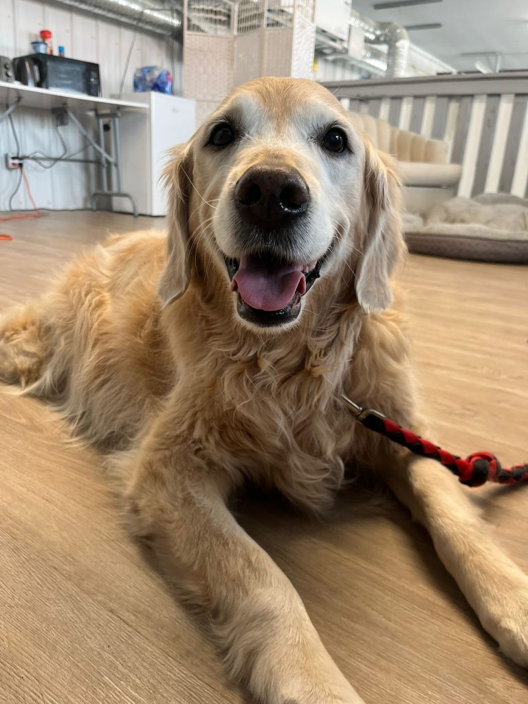 Dog Teeth Cleaning Near Me Dashing Dogs Dental