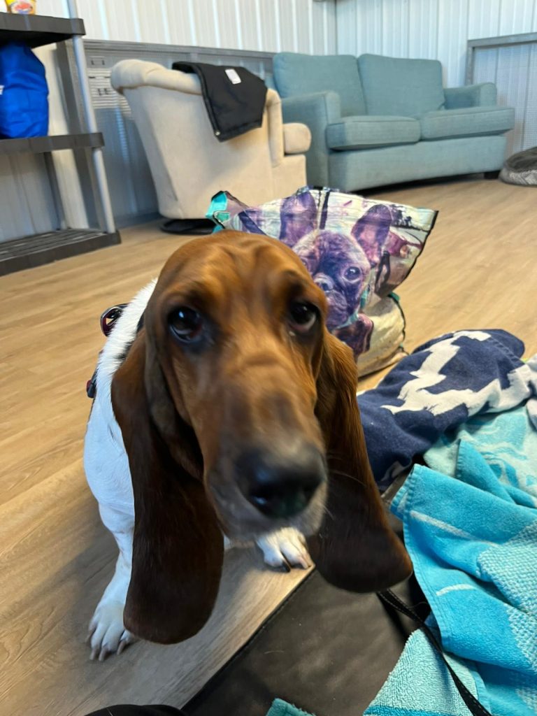 No Sedation Dog Teeth Cleaning Near Me