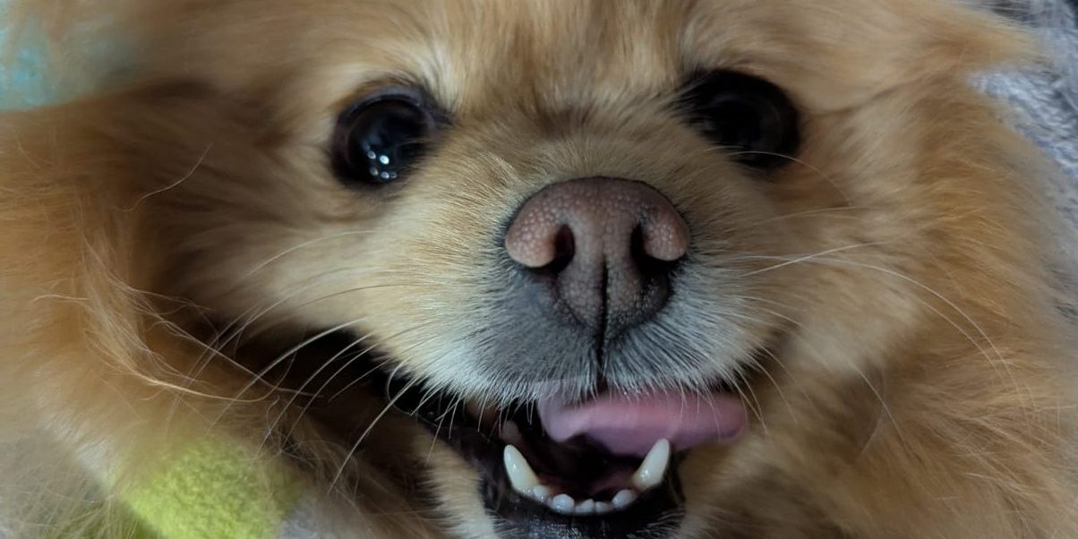 Dashing Dog Teeth cleaning