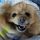 Dashing Dog Teeth cleaning