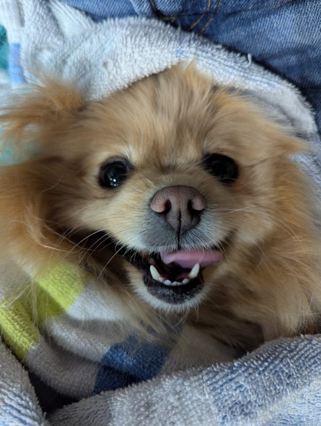 Dashing Dog Teeth cleaning