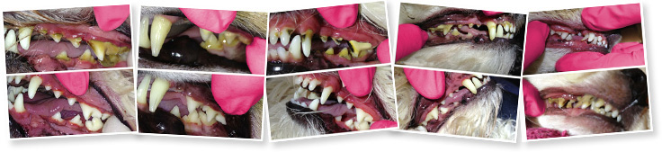 Dog Teeth Cleaning Before and After Images