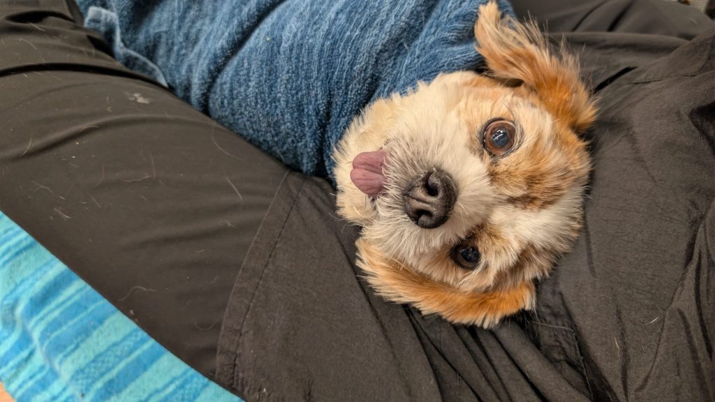 How to Choose a Pet Dental Service: What Most Pet Owners Don't Know