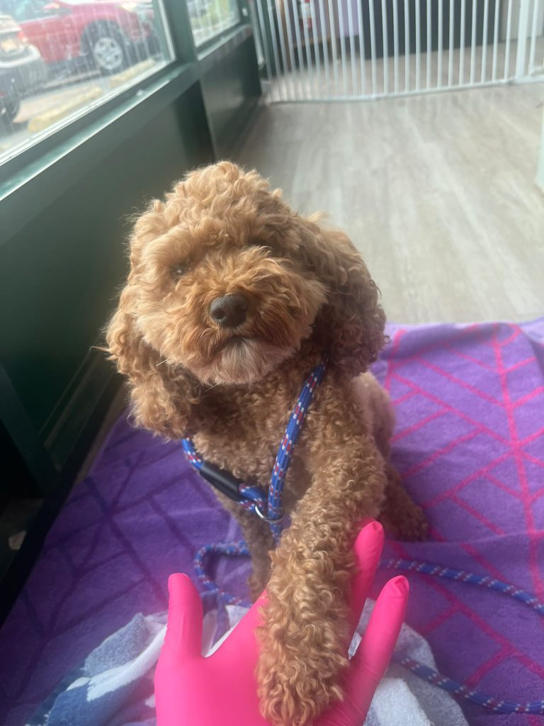 Best Dental Chews for Dogs