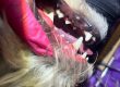Senior Dogs Can Benefit From Non-Anesthetic Dental Cleaning