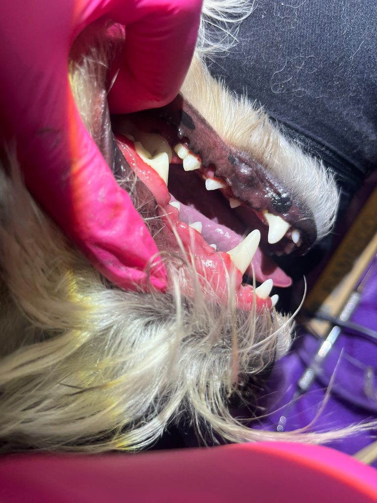 Senior Dogs Can Benefit From Non-Anesthetic Dental Cleaning