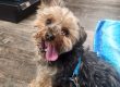 Dog Have Bad Breath