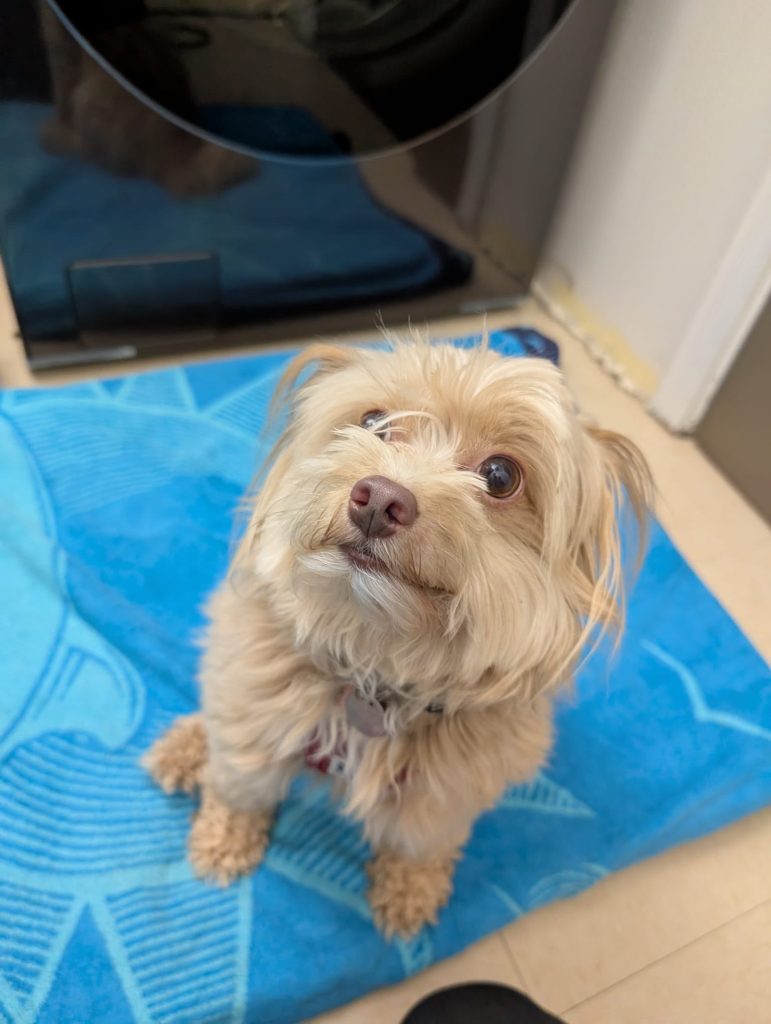 A Practical Guide to At-Home Dental Care for Your Pet