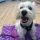 Signs My Dog Needs Professional Teeth Cleaning