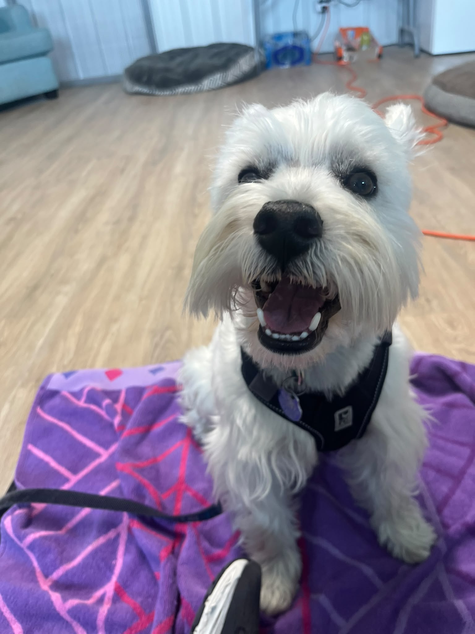 Signs My Dog Needs Professional Teeth Cleaning