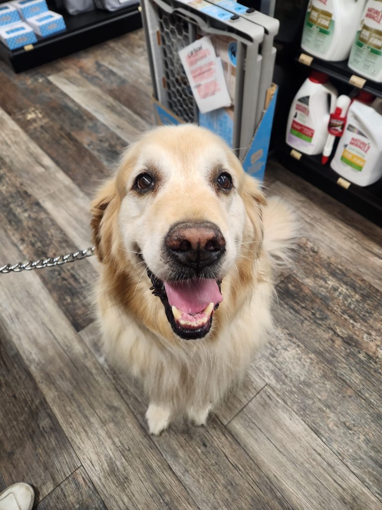pet teeth cleaning Saskatchewan